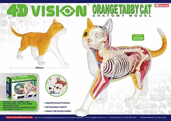 4D модель животного оранжевая модель кошки анатомия органов в сборе модель украшения медицинские учебные пособия